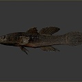 Catfish Carp Sturgeon Bass Freshwater Fish Various Carp Grass Carp Crucian Carp 3d model