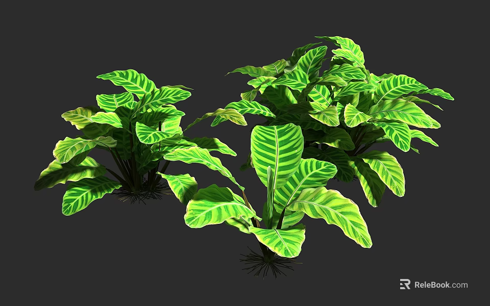 Lush Green Plants With Broad Leaves Prominent Veins And Yellow Edges 3d model 