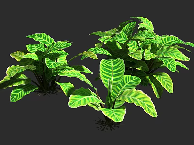Lush Green Plants With Broad Leaves Prominent Veins And Yellow Edges 3d model
