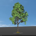 Lush Green Arbor Tree With Dense Foliage Sturdy Trunk And Square Plinth