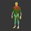 Human Organ Muscle Anatomy 3D Model Showing Detailed Body Structures