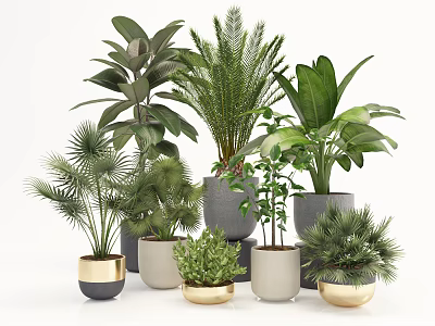 Various Green Potted Plants With Different Ceramic Pots For Indoor Decoration 3d model