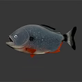 Piranha Fish With Sharp Teeth Blue Body Silver Shimmer Black Fins And Red Underbelly