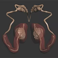 Anatomical 3D Rendering of Male Reproductive Organs Testes and Epididymis