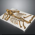 Animal Skeleton Anatomy Showing Skull Ribs Spine and Limb Bones on White Mat
