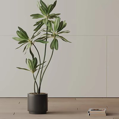 Elegant Bonsai Plant With Slender Stems And Green Leaves In Black Pot For Indoor Decor 3d model