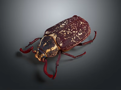 Dark Red Flying Animal Beetle With White Spots And Large Red Antennae On Dark Background 3d model