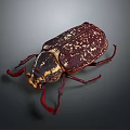 Dark Red Flying Animal Beetle With White Spots And Large Red Antennae On Dark Background