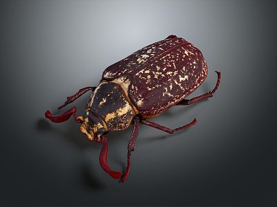 modern beetle rhinoceros insect 3d model