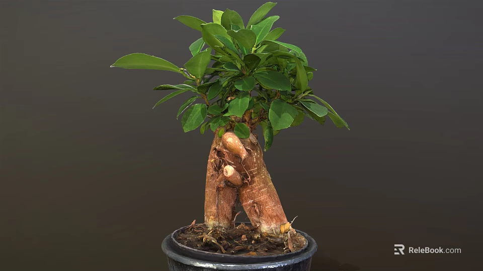 Lush Potted Bonsai Plant with Thick Trunk Exposed Roots and Green Leaves in Black Pot 3d model 