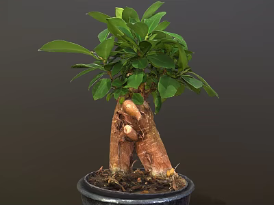 Lush Potted Bonsai Plant with Thick Trunk Exposed Roots and Green Leaves in Black Pot 3d model