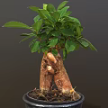 Lush Potted Bonsai Plant with Thick Trunk Exposed Roots and Green Leaves in Black Pot