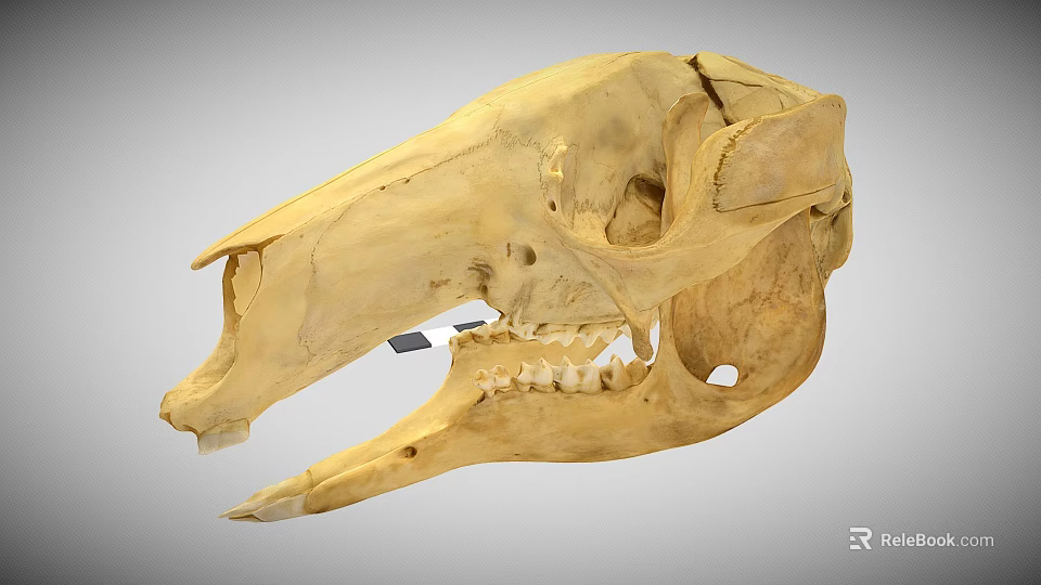 Detailed Animal Skull Anatomical Structure Featuring Natural Bone Texture And Teeth 3d model 