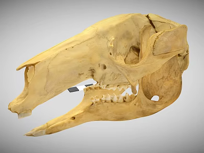 Detailed Animal Skull Anatomical Structure Featuring Natural Bone Texture And Teeth 3d model