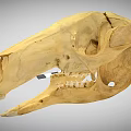 Detailed Animal Skull Anatomical Structure Featuring Natural Bone Texture And Teeth