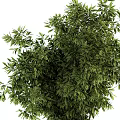 Lush Green Bonsai Potted Plants With Dense Foliage In Silver Cylindrical Planters