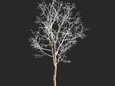Leafless Tree With Bare Branches And Brown Trunk On Black Background 3d model