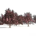 Ornamental Trees With Purple Red Foliage And Pink Blooms For Garden Landscape Design