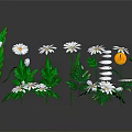 White Daisies with Green Leaves in Fresh Plant Arrangement on Reflective Surface