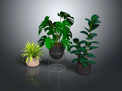 Various Indoor Houseplants With Green Leaves In Decorative Pots And Stand 3d model