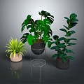 Various Indoor Houseplants With Green Leaves In Decorative Pots And Stand