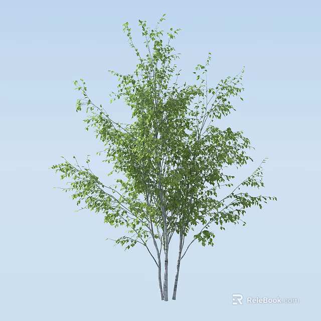Arbor Tree With Green Leaves And White Trunk Branches Against Blue Sky 3d model 