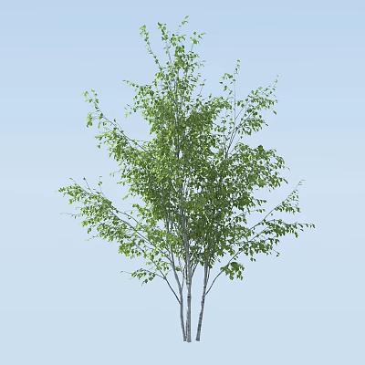 Arbor Tree With Green Leaves And White Trunk Branches Against Blue Sky 3d model