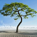 Lush Green Tree With Curved Trunk Blue Sky Distant Mountains Sandy Ground And Mist