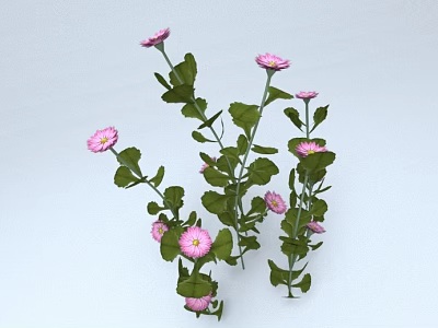 Pink Flowers With Green Leaves And Multiple Blooms On Fresh Stems 3d model