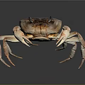 Fresh Crab With Purple Brown Shell And Light Colored Claws On Dark Smooth Surface