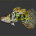 Tropical Guppy Fish Displaying Vibrant Yellow Green Black Patterned Fins And Body