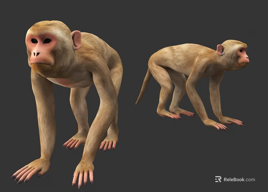 Realistic 3D Monkey Models With Two Different Poses And Detailed Features 3d model 