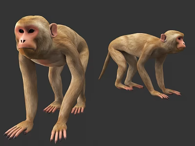 Realistic 3D Monkey Models With Two Different Poses And Detailed Features 3d model