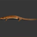 Orange Reptile Salamander With Slender Body Limbs And Long Tail On Gray Gradient Reflective Surface
