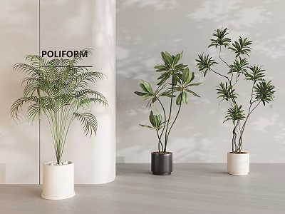 Indoor Bonsai Plants with Palm and Leafy Varieties in White Black Ceramic Pots on Grey Floor 3d model