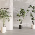 Indoor Bonsai Plants with Palm and Leafy Varieties in White Black Ceramic Pots on Grey Floor