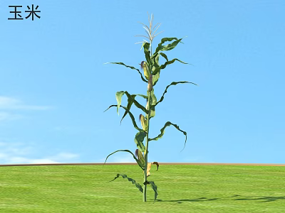Tall Corn Plant With Green Leaves Growing In Green Field Under Blue Sky 3d model