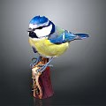 Vibrant Blue and Yellow Bird with White Face Perching on Wooden Stump