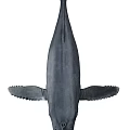 Large Aquatic Whale With Fins Swimming In Deep Ocean Waters