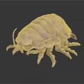 Pink Isopod With Segmented Body And Multiple Legs On Dark Background 3d model