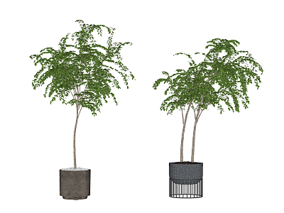 Modern Potted Plant model