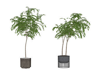 Modern Potted Plant 3d model