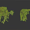Decorative Green Vines With Lush Foliage For Interior Design On White Background