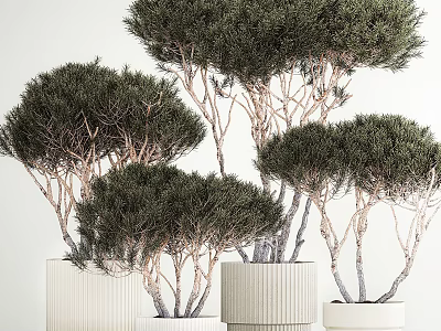 Bonsai Potted Plants with Lush Green Foliage in Stylish Textured White Ceramic Pots 3d model