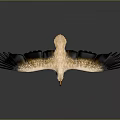 Eagle With Spread Wings White Black Feathers Yellow Beak And Talons On Gray Background 3d model