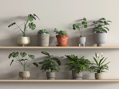 Potted Plants on Wooden Shelves with Various Types and Colorful Shaped Pots Light Wall 3d model