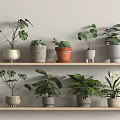 Potted Plants on Wooden Shelves with Various Types and Colorful Shaped Pots Light Wall
