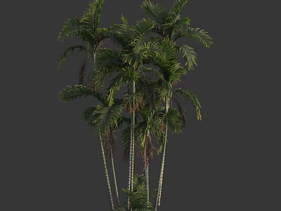 Clustered Palm Trees With Slender Trunks And Lush Green Fronds In Group 3d model