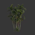 Clustered Palm Trees With Slender Trunks And Lush Green Fronds In Group