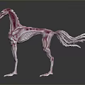 Skinny Horse Like Game Movie Character With Red White Muscle Texture And Skeletal Features